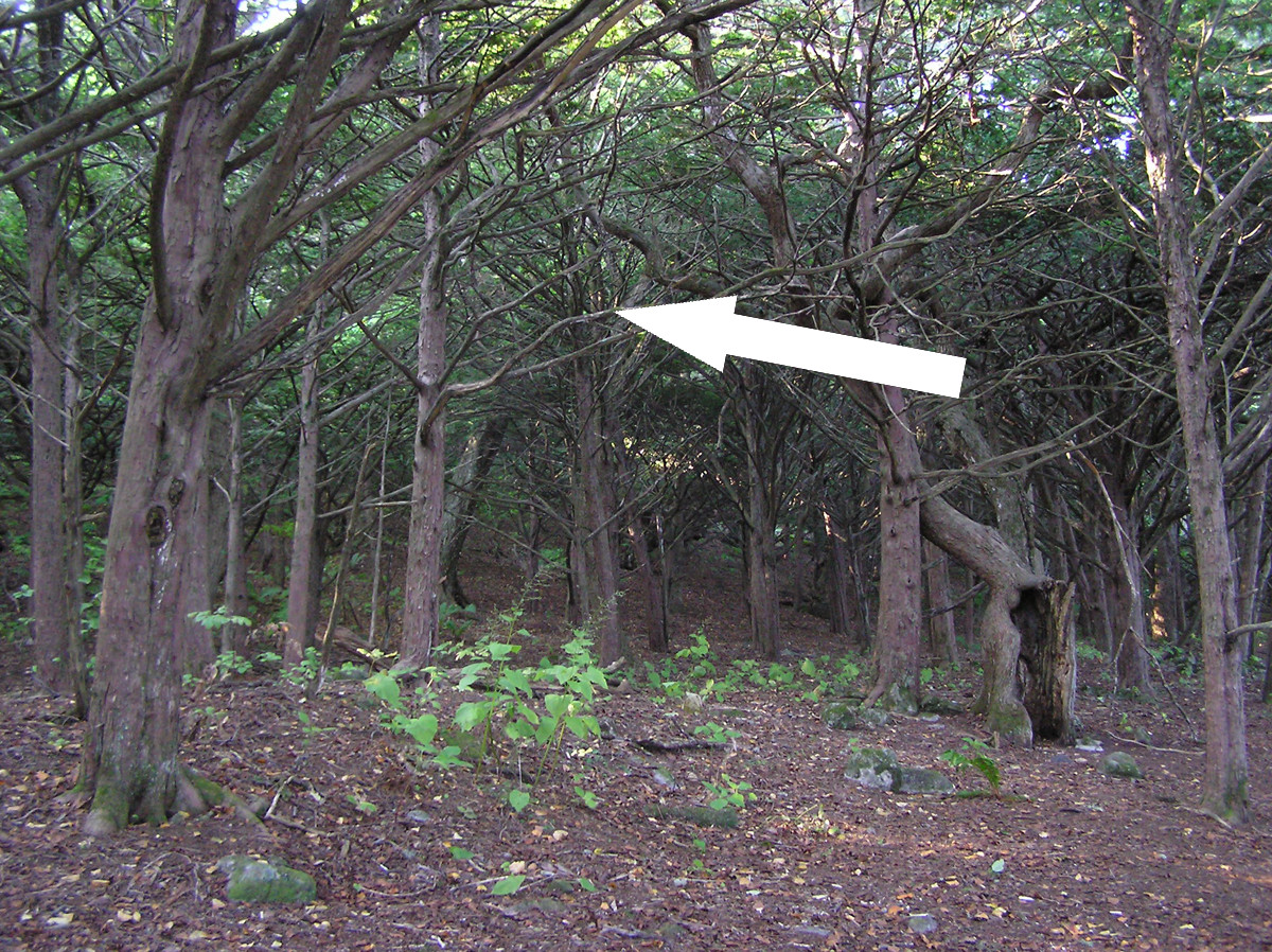 Остров Петрова: Тайны реликтовой рощи и уникальные маршруты